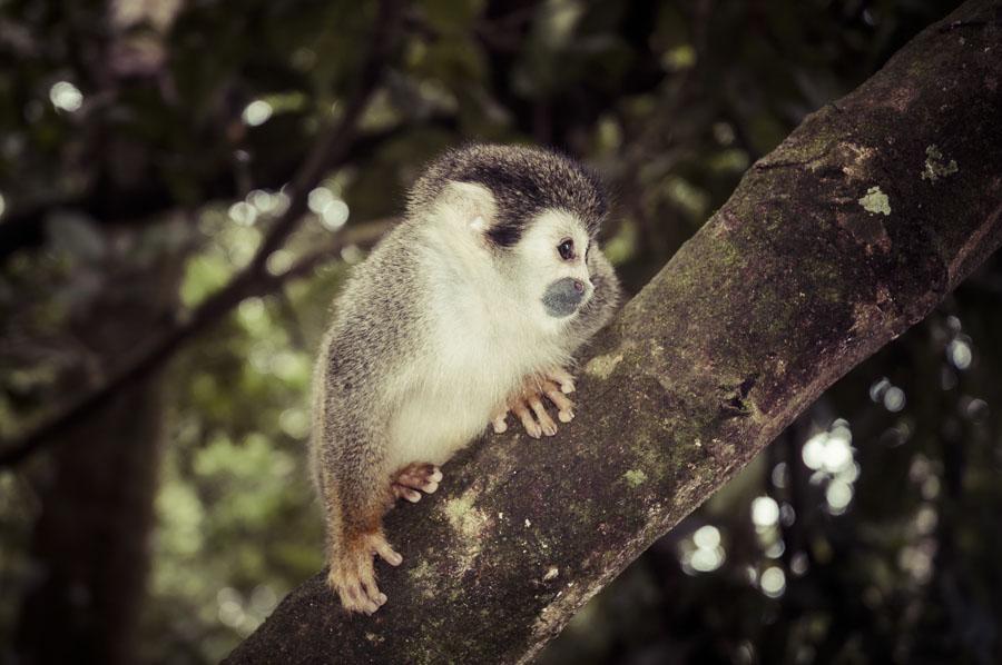 Mono de Ardilla Amazonas, Colombia