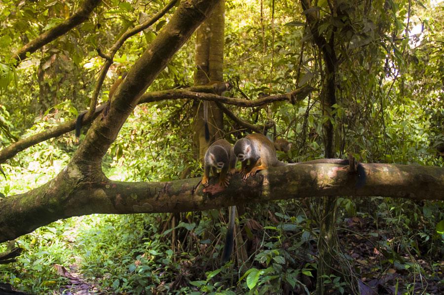 Mono de Ardilla Amazonas, Colombia