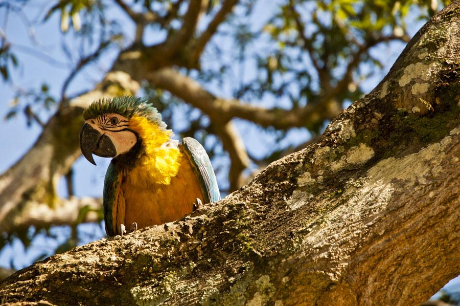 Guacamayas, Amazonas, Colombia