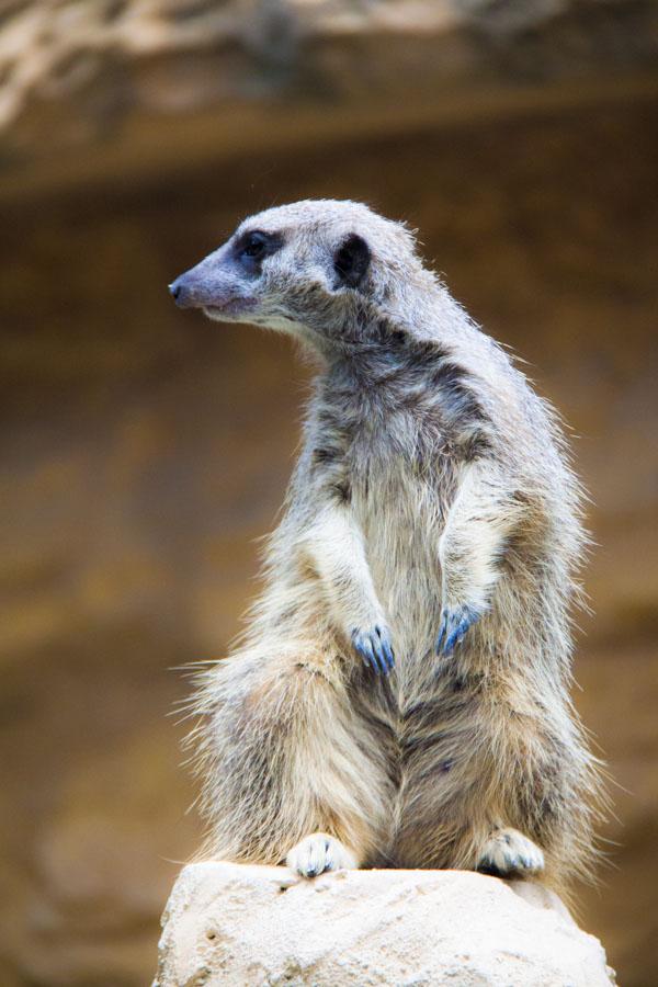 Suricata