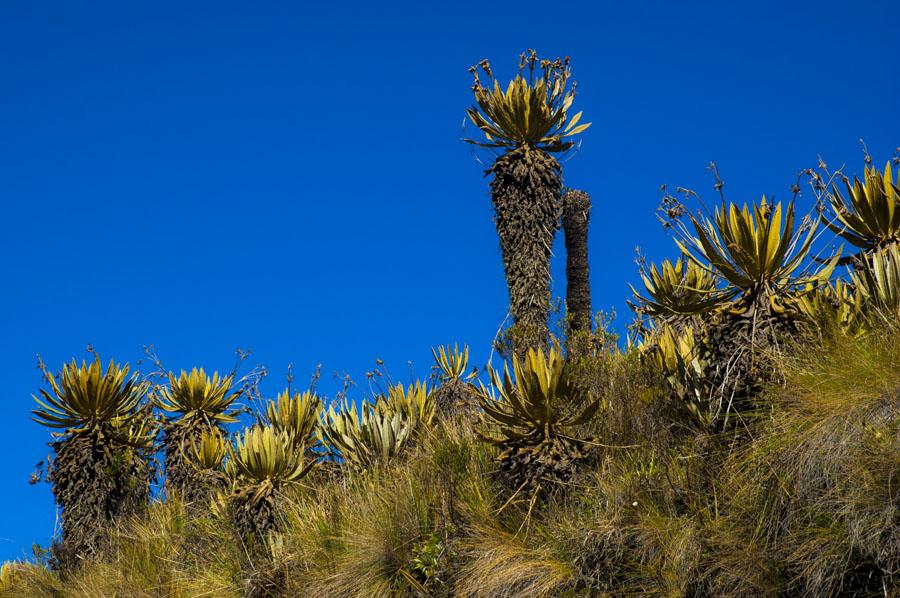 Laguna Hoja Larga, Sierra Nevada del Cocuy, Boyaca...