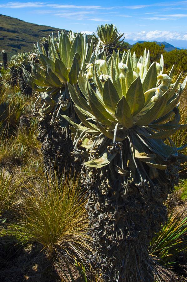 Laguna Hoja Larga, Sierra Nevada del Cocuy, Boyaca...