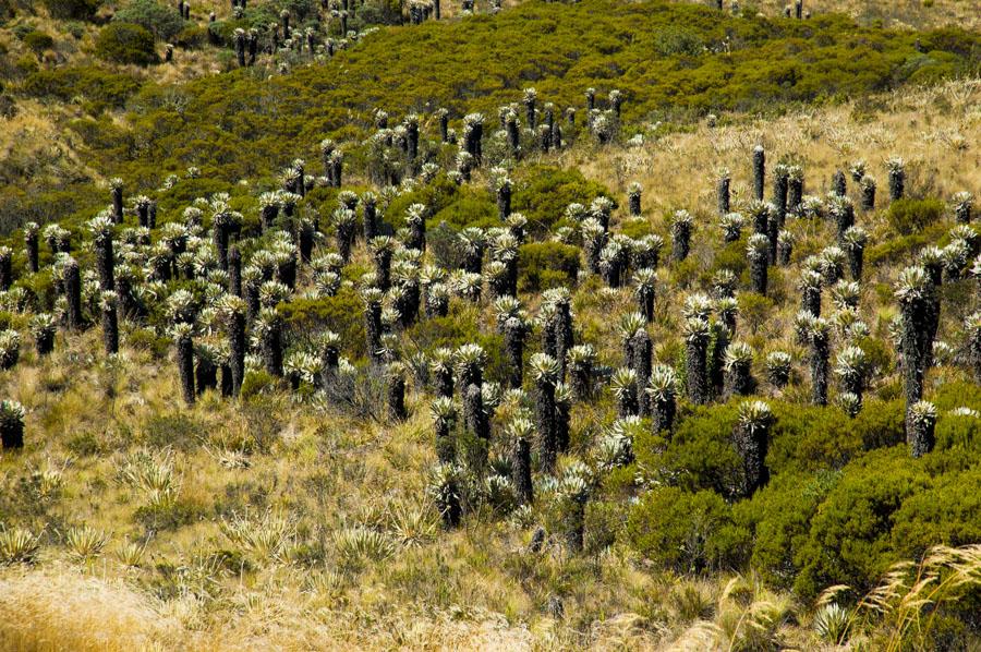 Laguna Hoja Larga, Sierra Nevada del Cocuy, Boyaca...