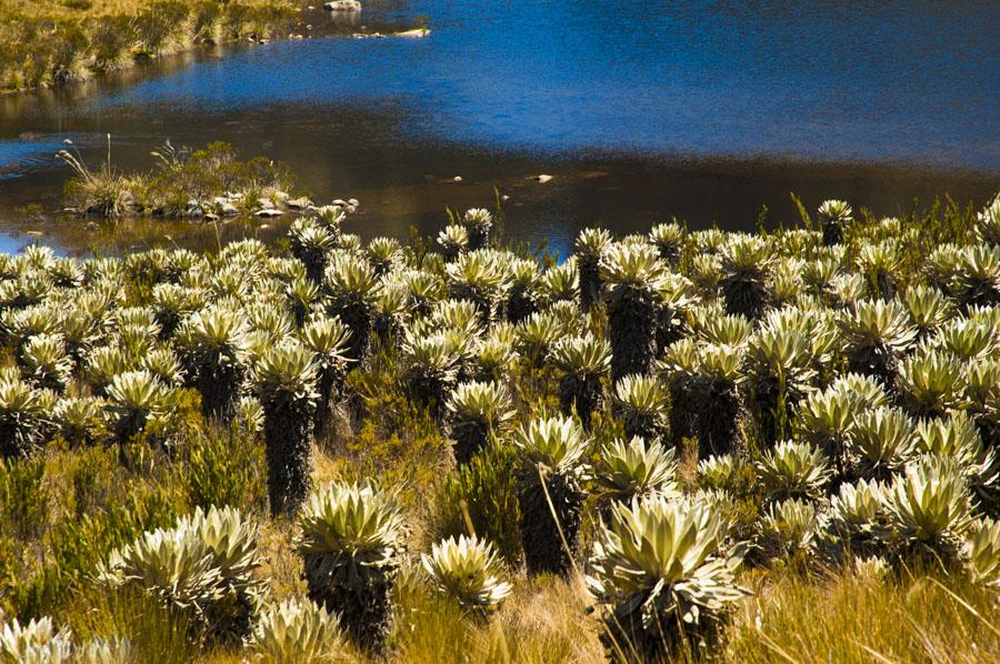 Laguna Hoja Larga, Sierra Nevada del Cocuy, Boyaca...