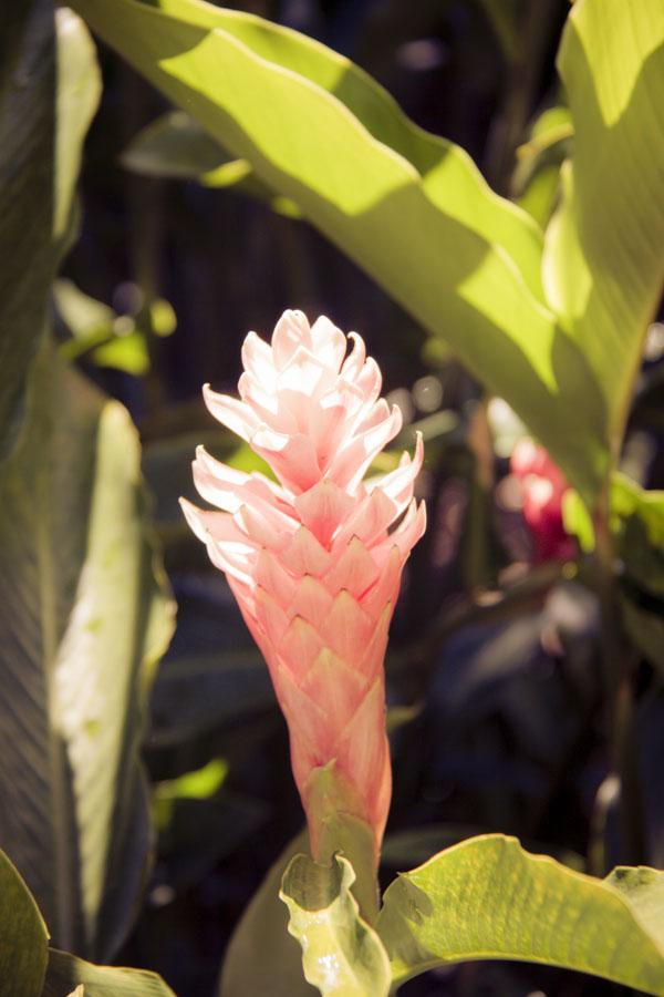 Heliconia