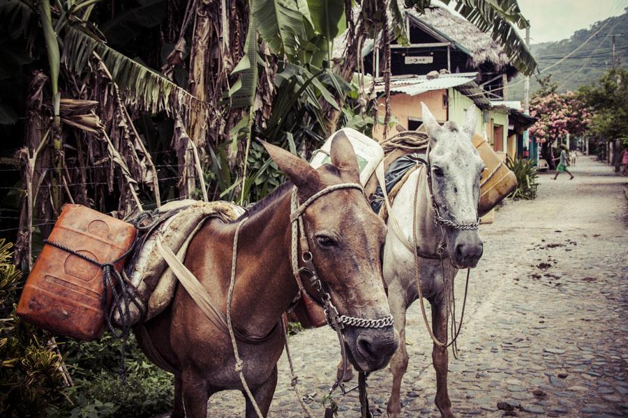 Caballos Sapzurro, Acandi, Choco, Colombia