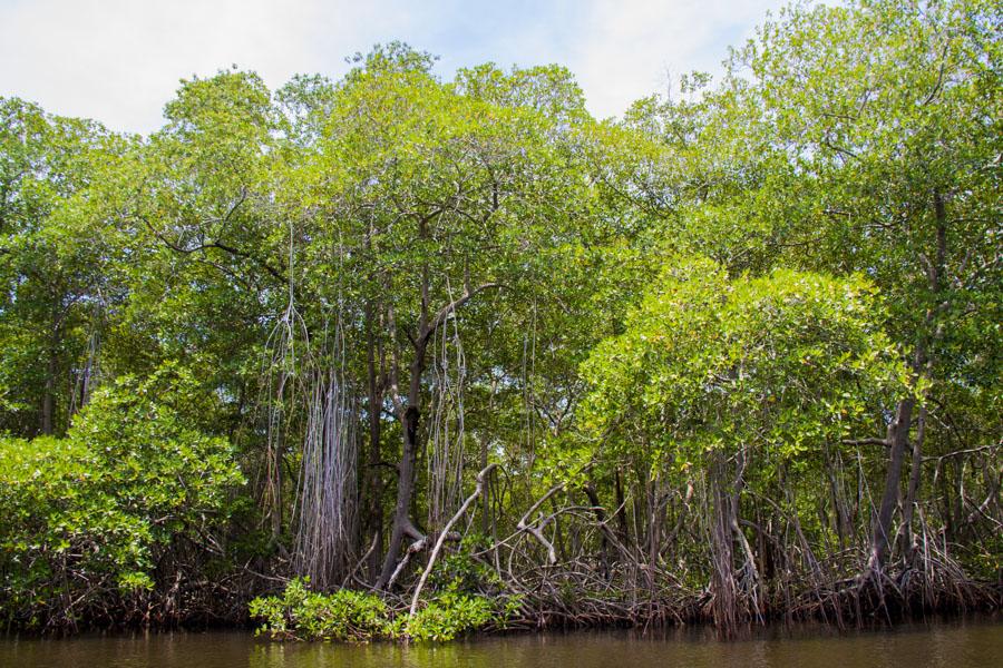 Manglar de Bahia de Cispata, San Antero, Cordoba, ...