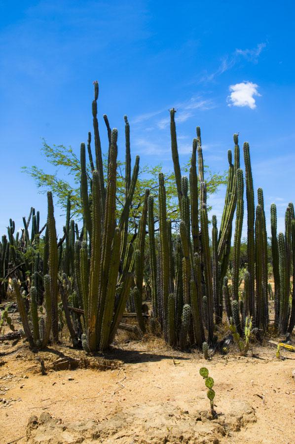 Cactus, Cabo de la Vela, Peninsula de la Guajira, ...