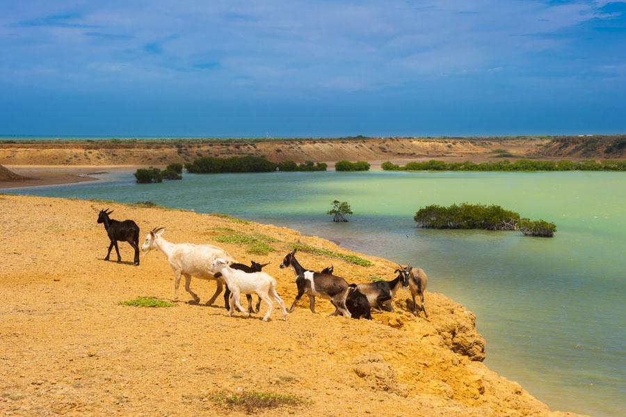 Cabras Punta Gallinas, Peninsula de la Guajira, Co...