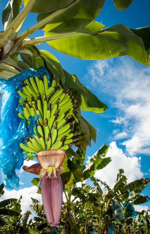 Platanera de Uraba, Antioquia, Colombia