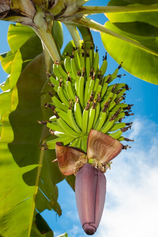 Platanera de Uraba, Antioquia, Colombia