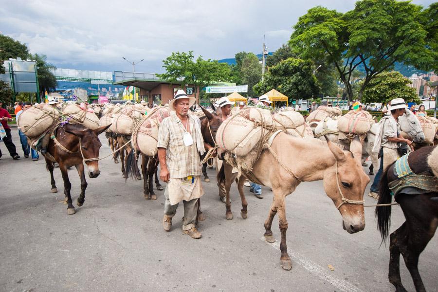 Caravana de Mulas y Arrieros en la Calles de Medel...