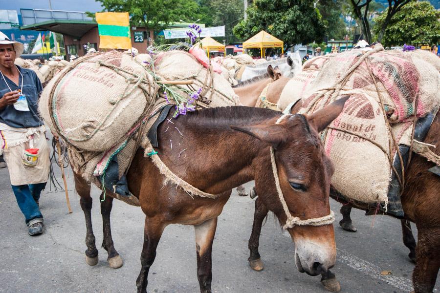 Caravana de Mulas y Arrieros en la Calles de Medel...