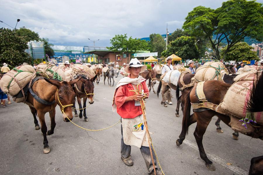 Caravana de Mulas y Arrieros en la Calles de Medel...