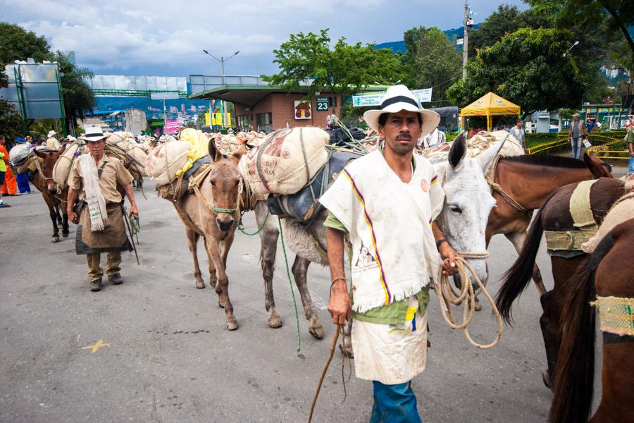 Caravana de Mulas y Arrieros en la Calles de Medel...