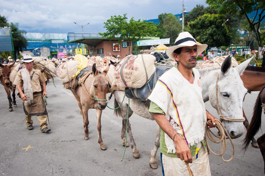 Caravana de Mulas y Arrieros en la Calles de Medel...