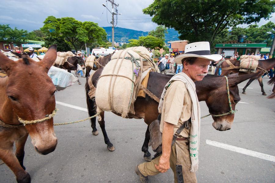 Caravana de Mulas y Arrieros en la Calles de Medel...