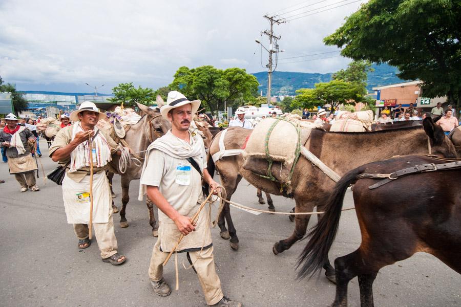 Caravana de Mulas y Arrieros en la Calles de Medel...