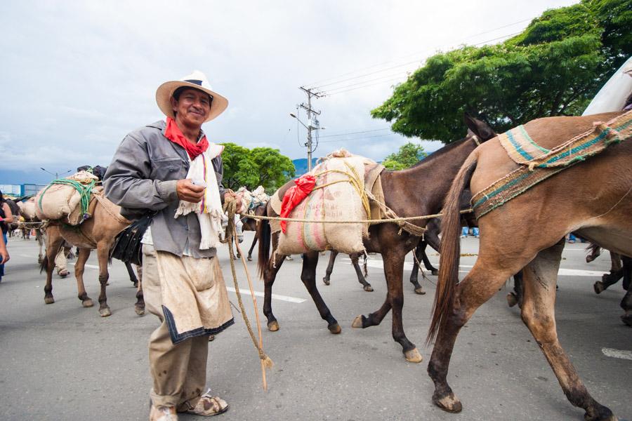 Caravana de Mulas y Arrieros en la Calles de Medel...