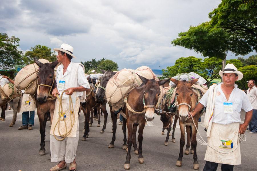 Arrieros con Mulas en Antioquia, Colombia