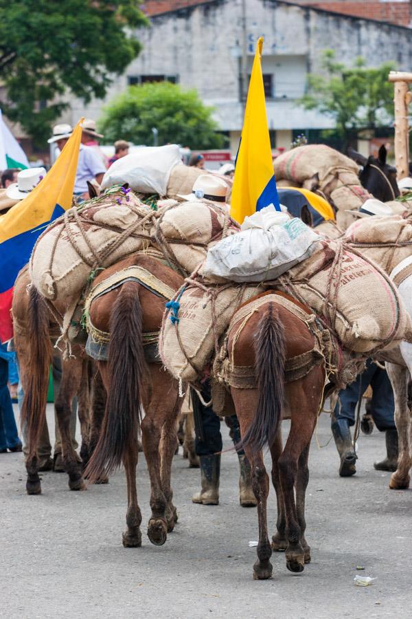 Caravana de Mulas en la Calles de Medellin, Antioq...