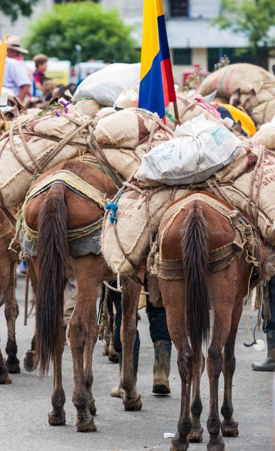 Caravana de Mulas en la Calles de Medellin, Antioq...