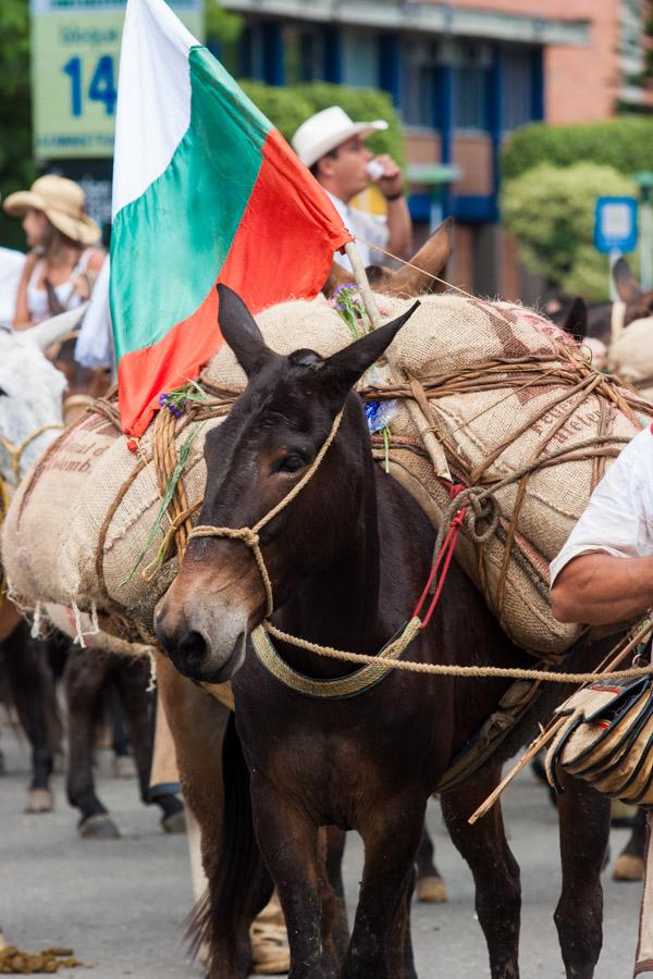 Mula Cargada en Medio de una Caravana, Antioquia, ...