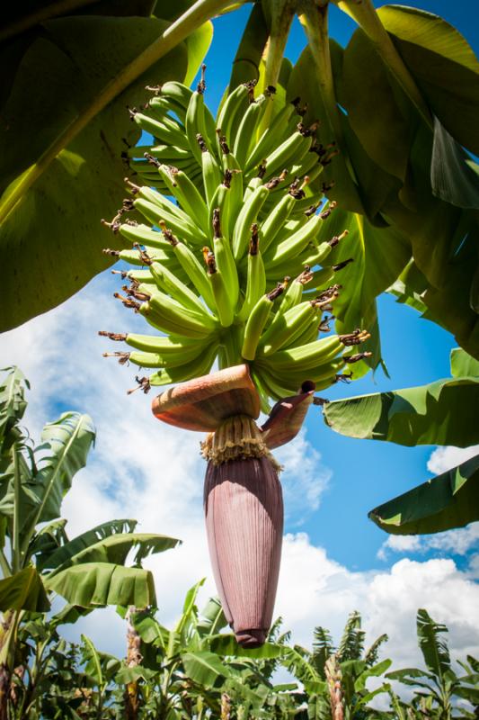 Platanera de Uraba, Antioquia, Colombia