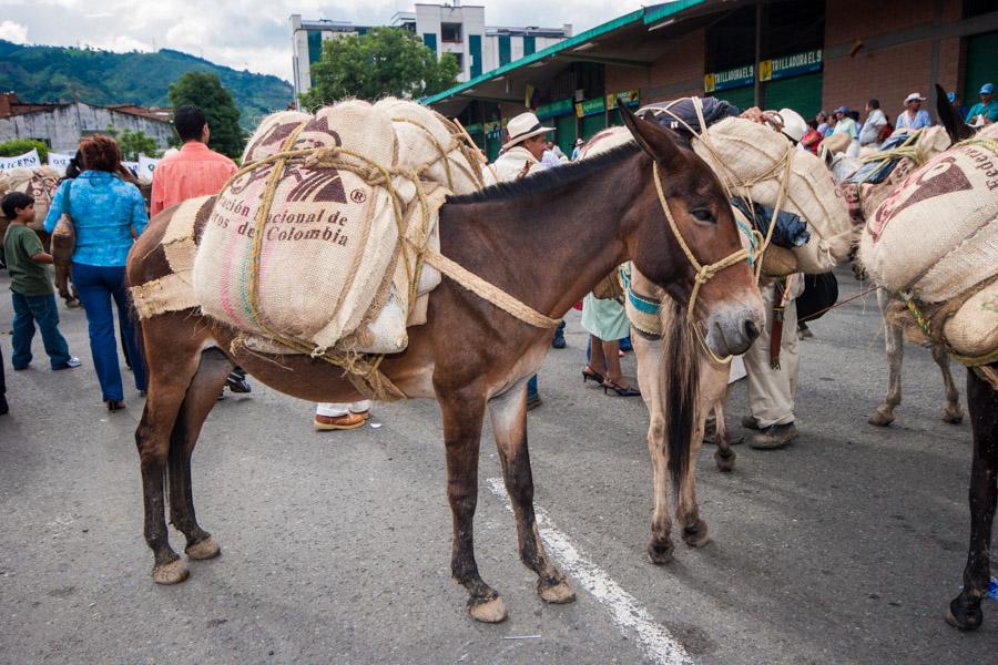 Mula Cargada con Costales, Antioquia, Colombia