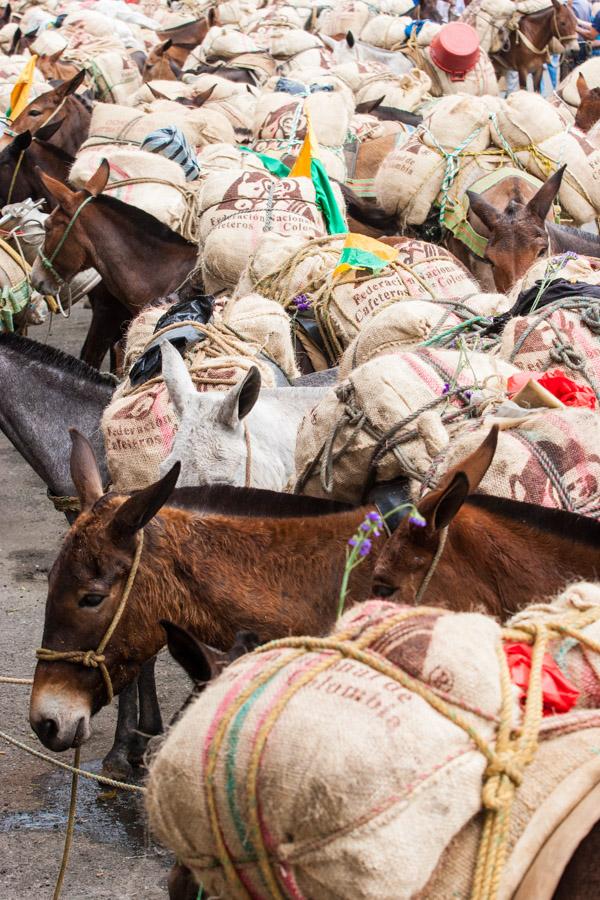 Caravana de Mulas en la Calles de Medellin, Antioq...