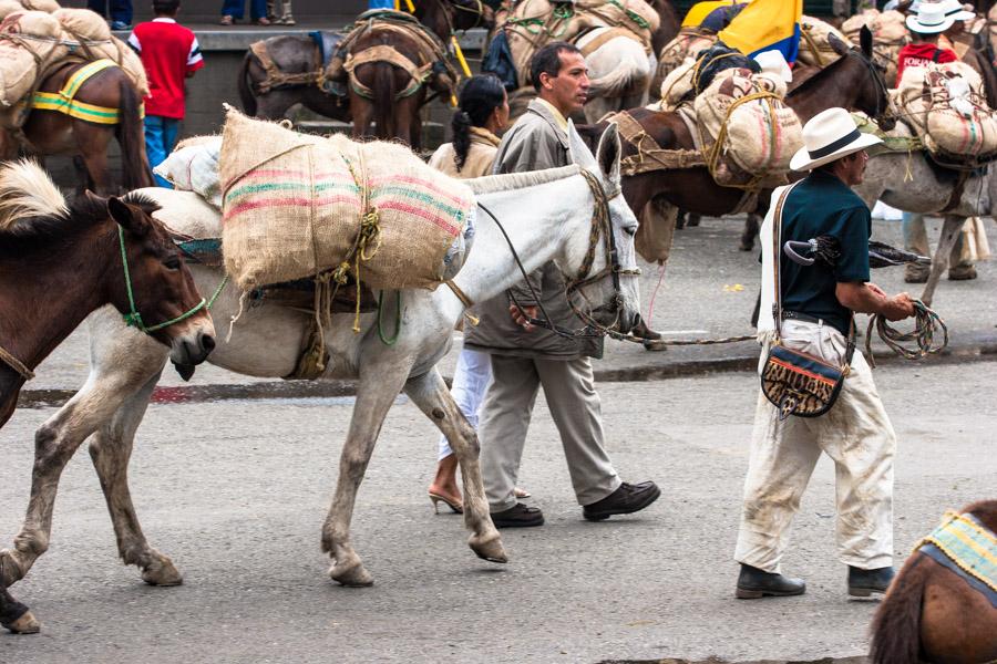 Arriero con Mulas en Antioquia, Colombia