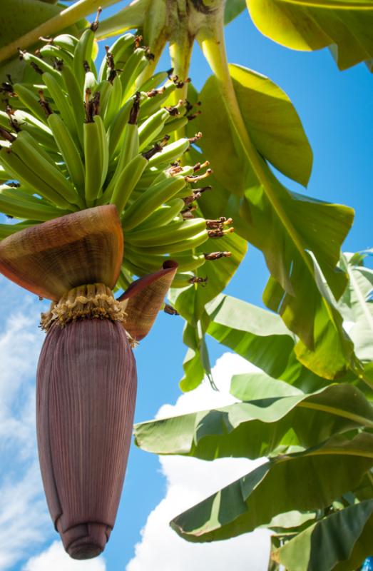 Racimo de Platanos, Uraba, Antioquia, Colombia 