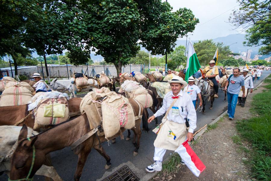 Caravana de Mulas en la Calles de Medellin, Antioq...