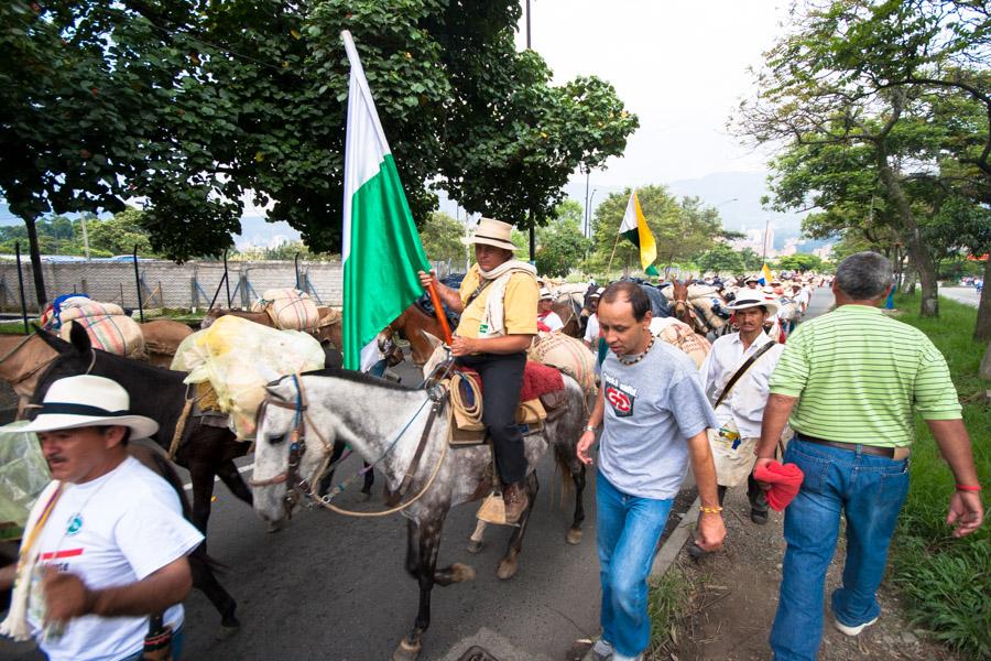 Caravana de Mulas en la Calles de Medellin, Antioq...