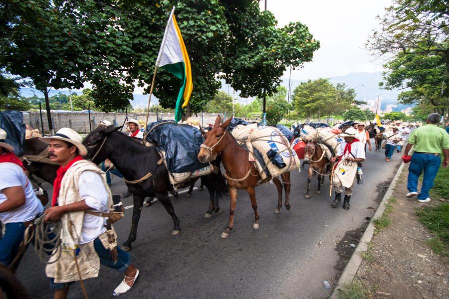 Caravana de Mulas en la Calles de Medellin, Antioq...