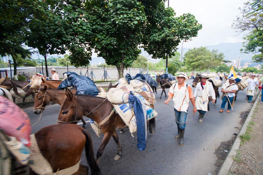 Caravana de Mulas en la Calles de Medellin, Antioq...