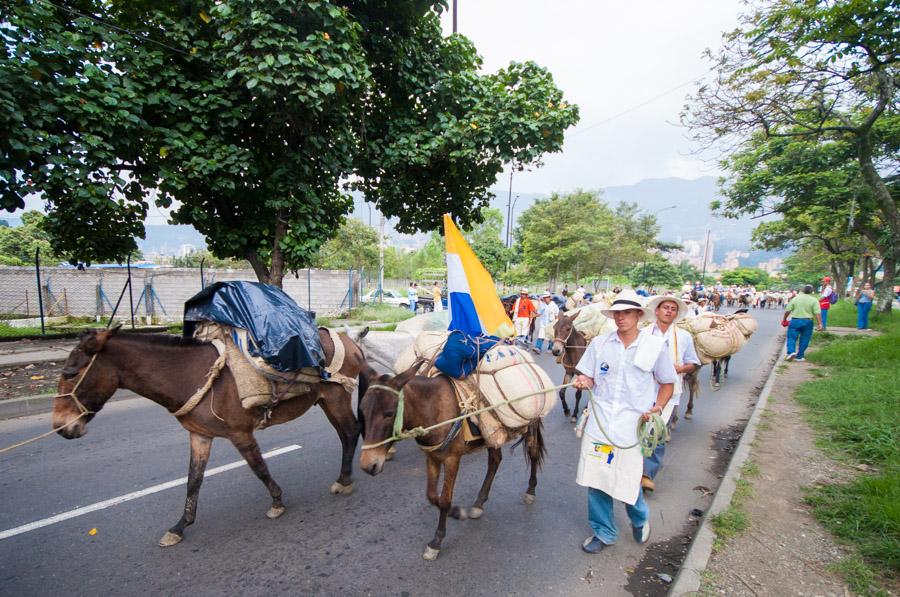 Caravana de Mulas en la Calles de Medellin, Antioq...