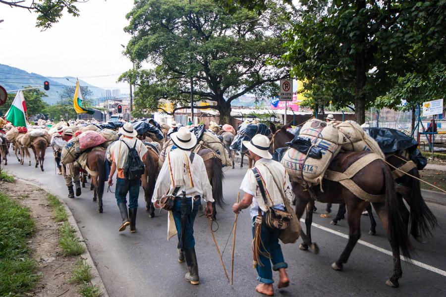 Caravana de Mulas en la Calles de Medellin, Antioq...