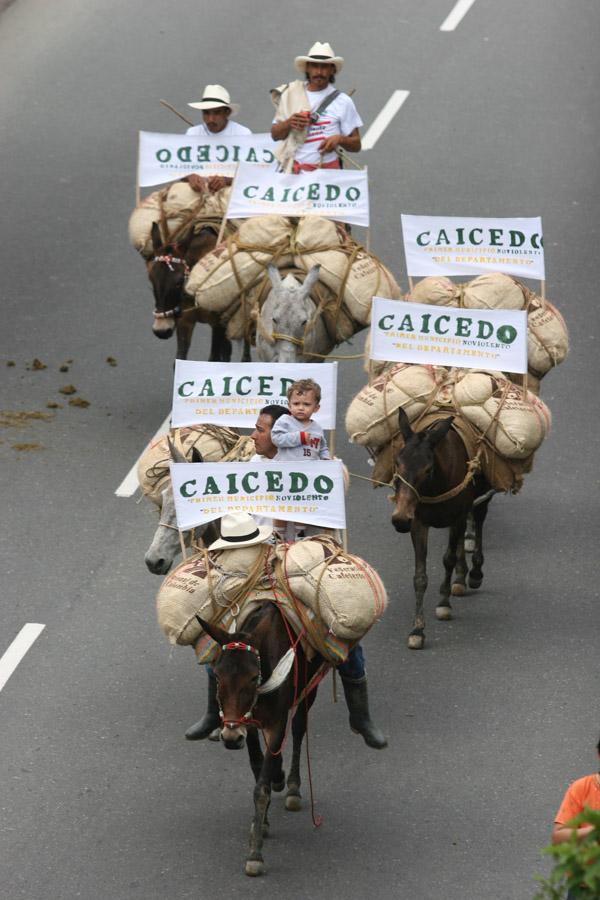 Caravana de Mulas en la Calles de Medellin, Antioq...