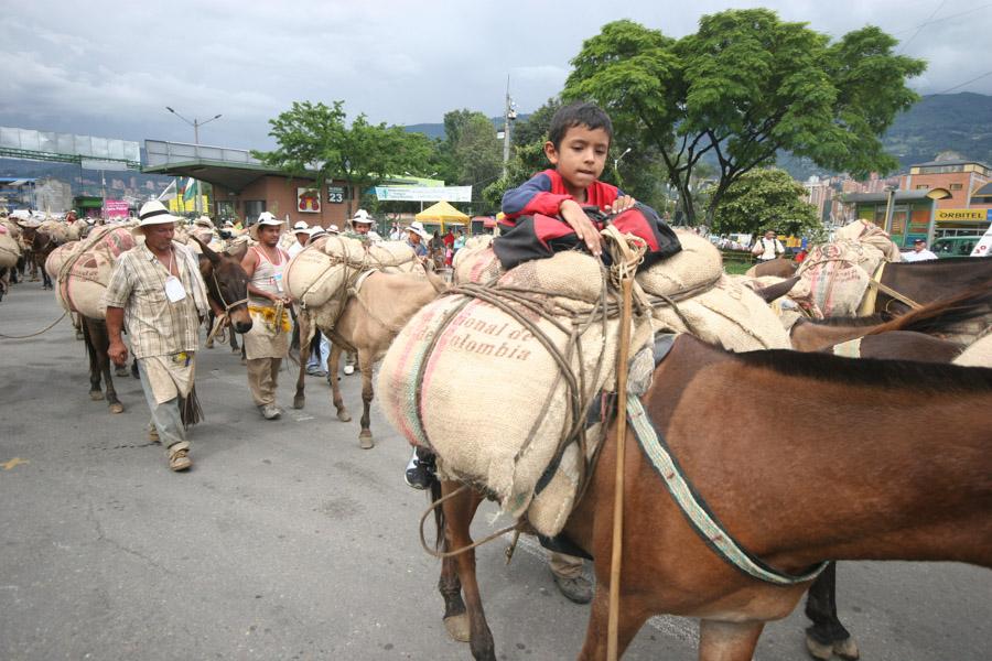 Niño Montado en el Lomo de una Mula, Caravana de ...