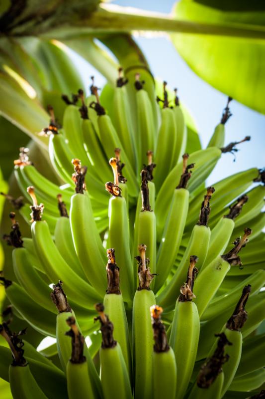 Racimo de Platanos, Uraba, Antioquia, Colombia