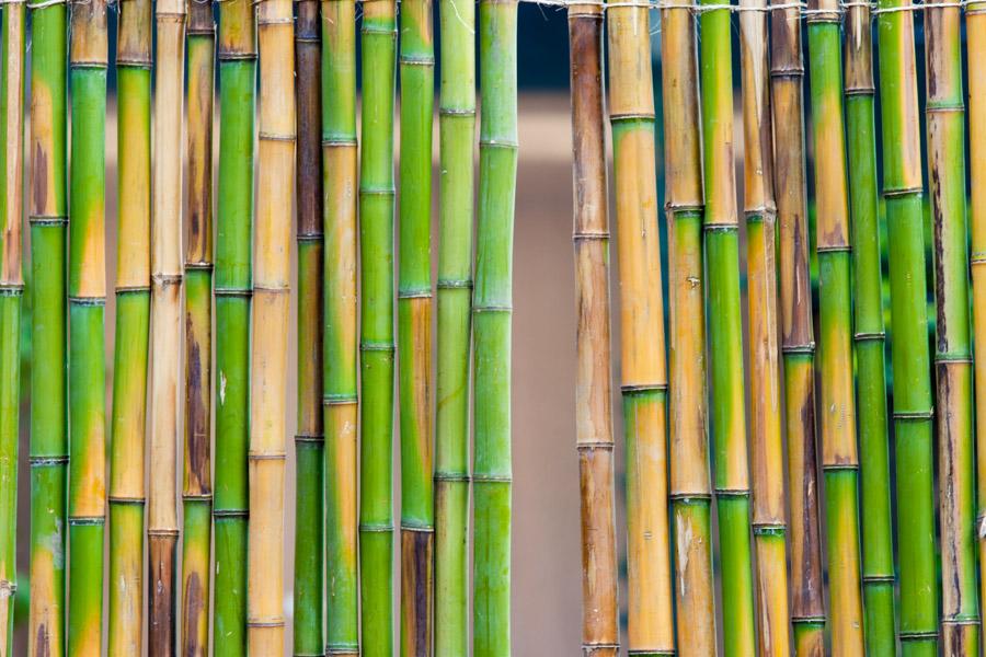 Cerca de Bambu, Buenos Aires, Argentina,