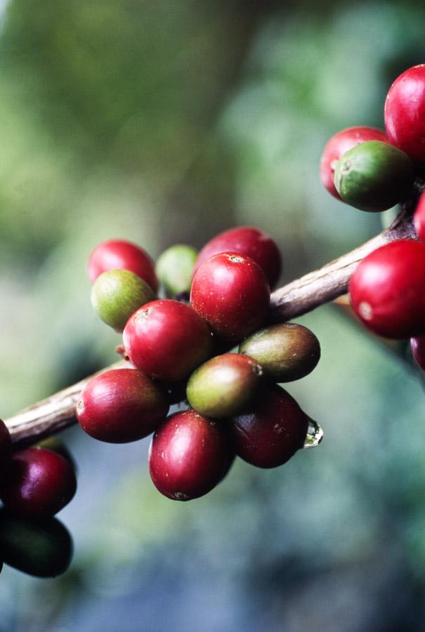 Granos de Cafe, Colombia 