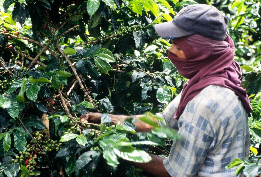 Recolector de Cafe, Colombia 