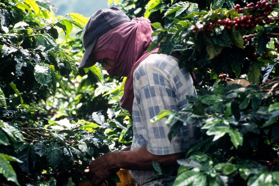 Recolector de Cafe, Colombia 