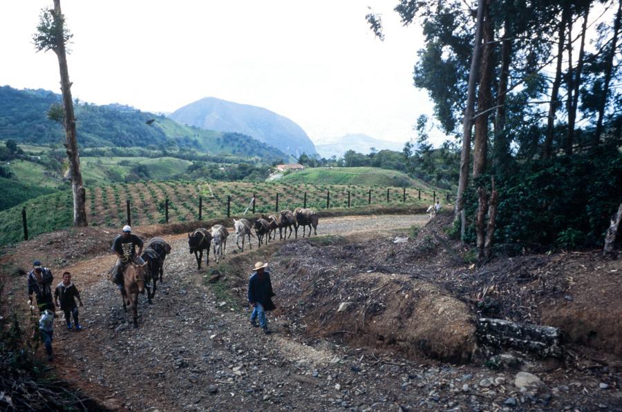 Fila de Mulas, Recolectores de Cafe, Fredonia, Ant...