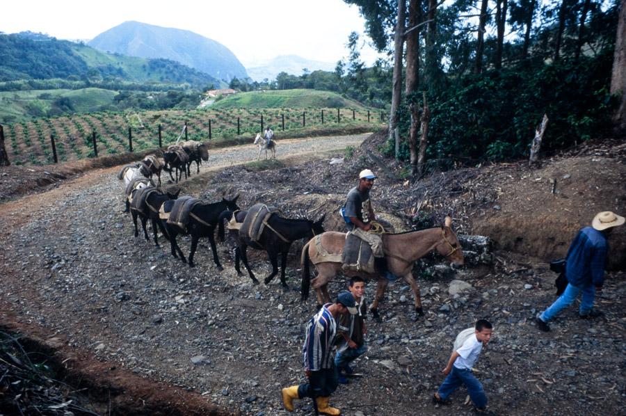 Fila de Mulas, Recolectores de Cafe, Fredonia, Ant...