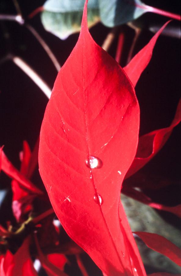 Flor de Navidad