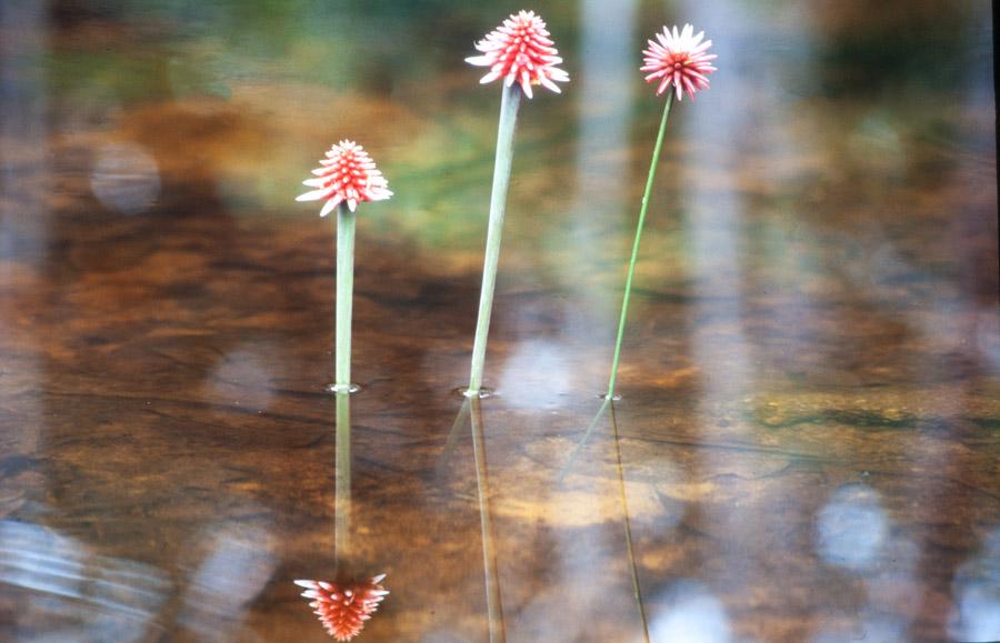 Flor de Inirida, Guainia, Colombia