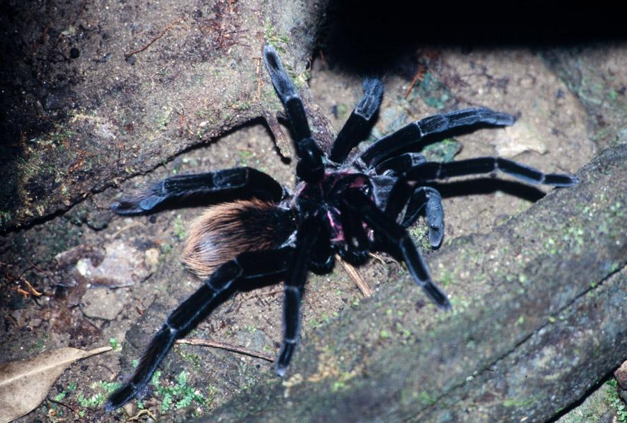 Tarantula